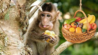 Smart Monkey KINGKONG Finds Fruits 🍎🍌 and Lovely Eating Moments - Animal Monkey Life