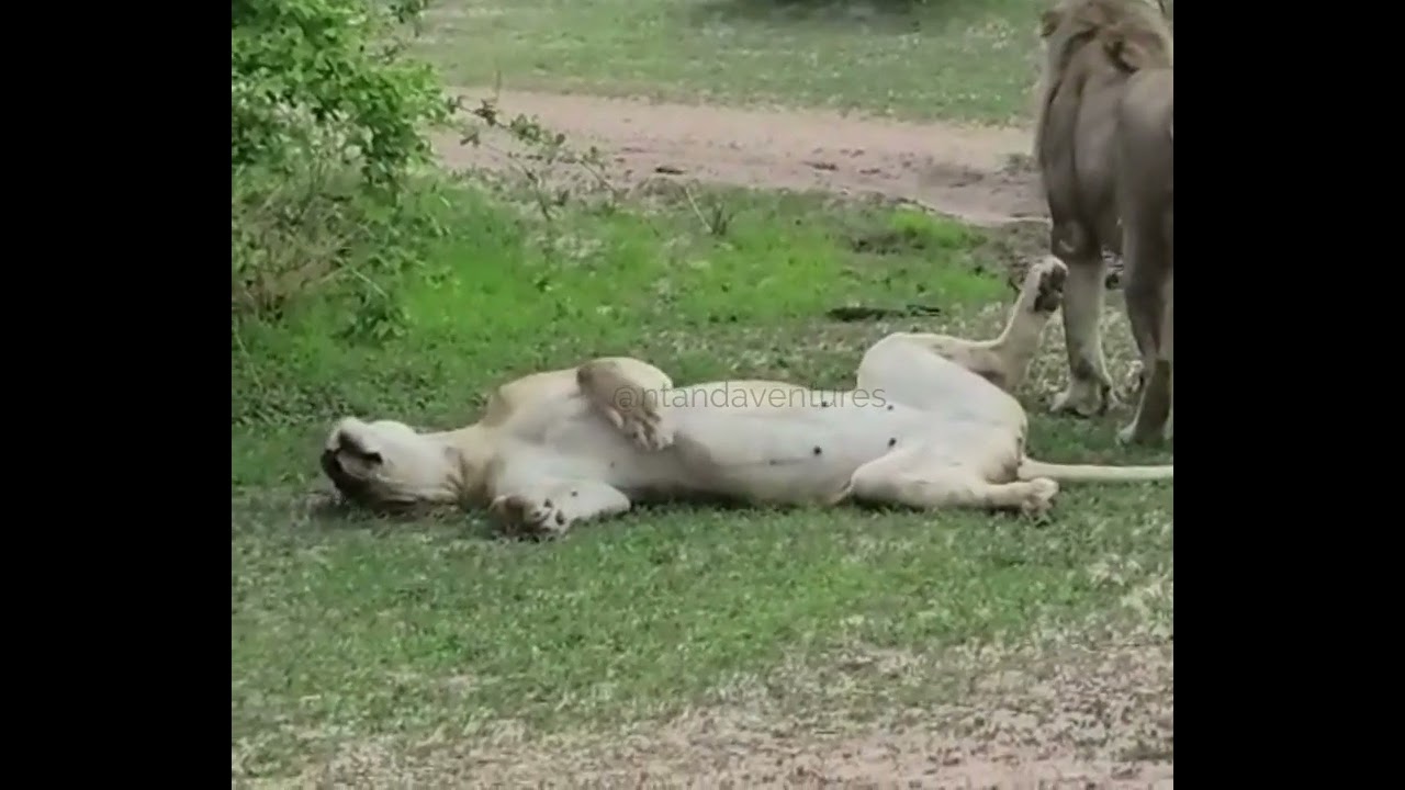 She's The Boss - Mating Lions 