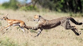 Animal Attack - Most Amazing Animal Attack Fails