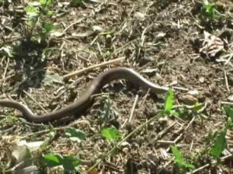 Slow Worms - YouTube