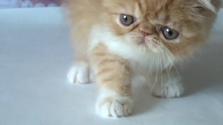 Video 1241381: exotic male kitten, cattery