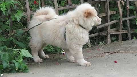 Chó Bắc Hà xù trắng đực 02 tháng, nặng 6 Kg - CHÓ BẮT BẢN MÔNG HOANG DÃ (10 ĐIỂM XUẤT SẮC)