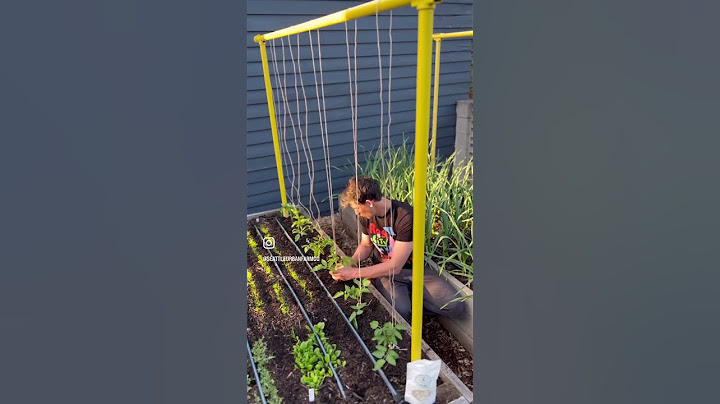 Vertical string trellising tomatoes