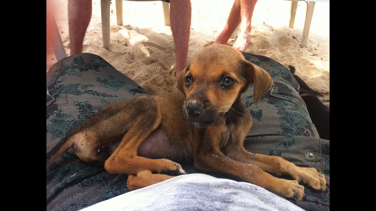 Starving Dog Rescued By Travellers Through Colombia YouTube