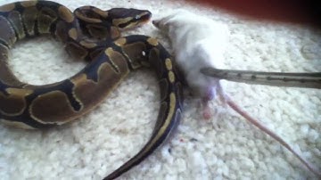 ball python feeding fail