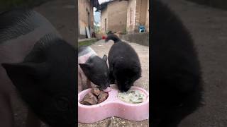 OldIronFolkLifeContest#KuaishouCuteMasterContest#Little Pet's Big Eater #FastGrowthPlan