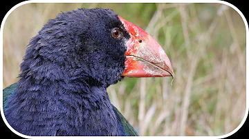 Critically Endangered South Island Takahe of New Zealand