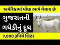 હાલારી ગધેડીના દૂધની ચારે બાજુ ડિમાન્ડ