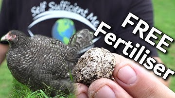 Best Organic Free Fertiliser is Chicken Poop