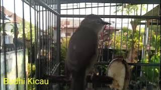 Masteran Opior Jambul Sangat Ampuh Untuk Di Pakai Untuk Masteran Malam Hari