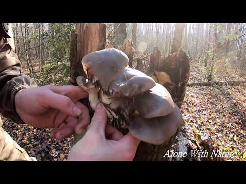 Грибы Вешенки,грибы октября 2019.Хорошие новости с леса.
