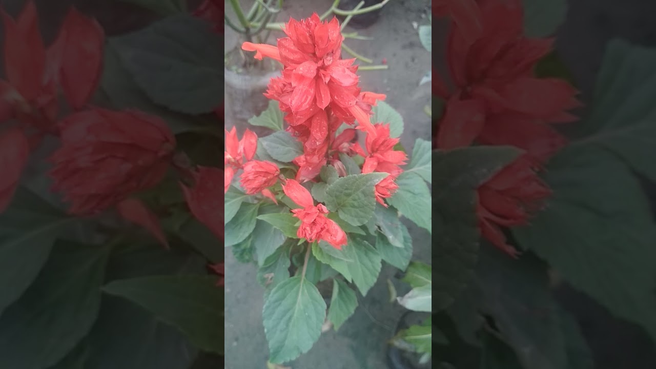 Fast Red Colour Flowers My Tarish Garden