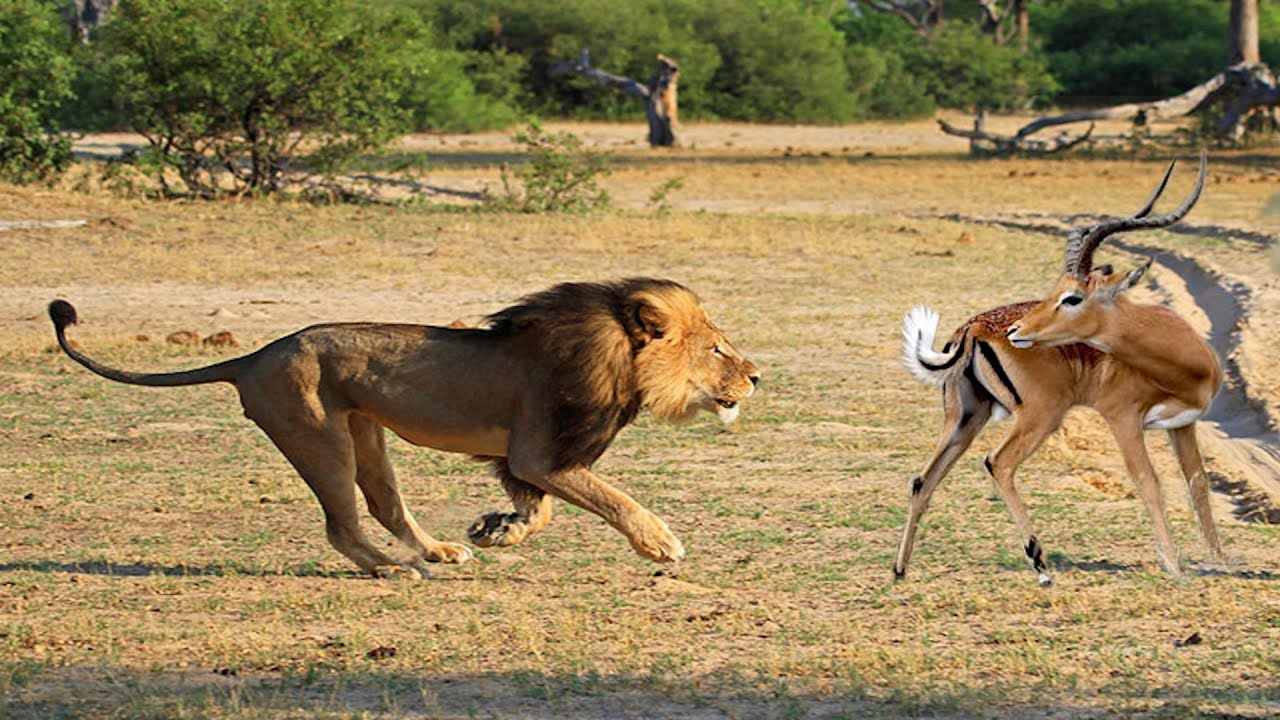 Лев атакует. Антилопа гну против Льва. Лев охотится.