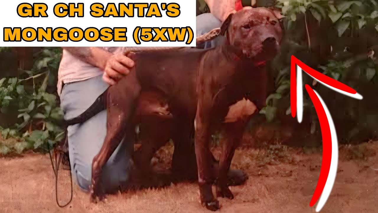 Chopper Kennels Lonzo Pitbull Kennels ?ONE OF LEGENDARY PREPOTENT