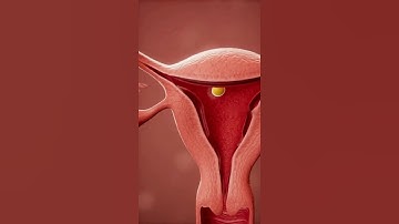 Menstrual Cycle in 3D Animation #animation #fertilization #anatomy #shortvideo
