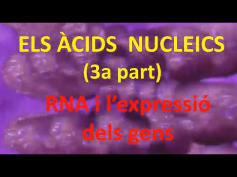 Vídeo: Quina és la funció dels àcids nucleics?