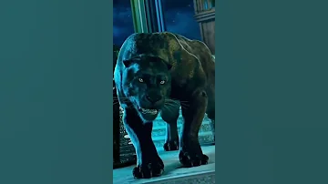 من الأقوى برأيك النمر او الاسد او باقيرا Who Is Stronger Tiger Lion Or Bagira 