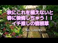 【ガーデニングvlog】秋にこれを植えないと春に後悔しちゃう！！イチ推しの宿根草を５つご紹介｜5 recommended autumn plants