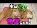 【完全版】猫が飼い主を嫌いになり始めている時に見せる行動9選