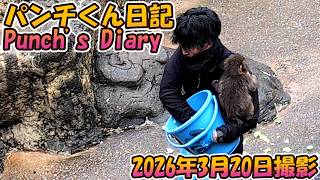 Here's the latest news on Punch, the baby monkey from Japan! Cute Punch! 2026/3/20