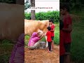 Is Your Milk Safe? Switch to Ayuda Organic A2 Milk Today! | @ayudaorganics.official