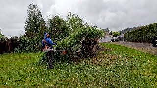 Her Grandson WAS FED UP With This MESS! Blackberry Mulching Stihl FS561C by Golovin Property Services 2,504 views 5 days ago 11 minutes, 22 seconds
