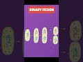 Binary Fission: Prokaryotların Hızlı Çözümü #BinaryFission #Prokaryot #Bakteri #HücreBölünmesi