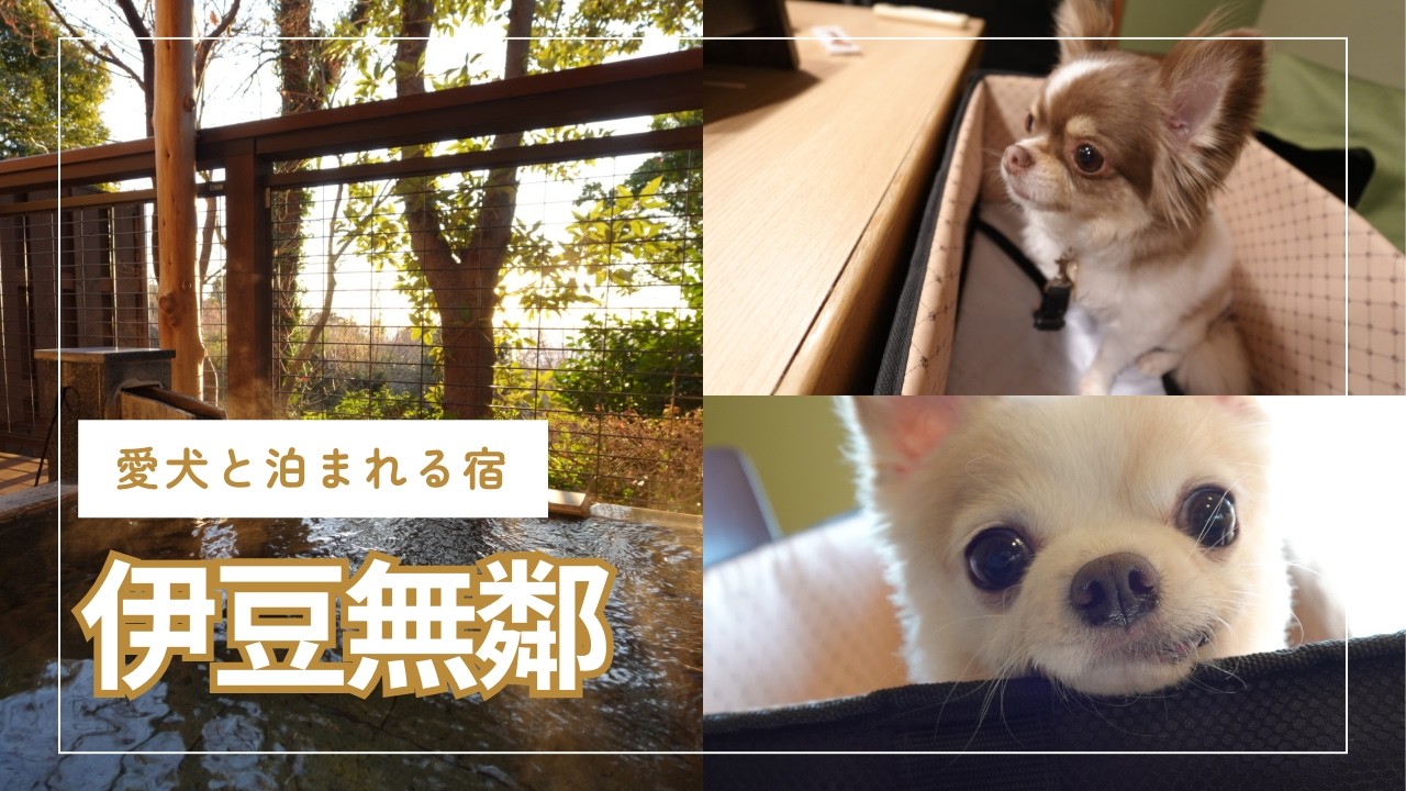 【レジーナリゾート伊豆無鄰】犬と泊まれる客室露天風呂付き温泉宿♨️豪華会席&朝ごはんVlog