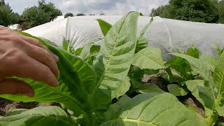 Выращивание табака на огороде! Часть 2. Период бурного роста!