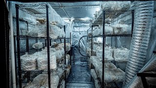 Tour of a Mushroom Farm | PARAGRAPHIC Origins