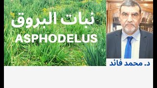 الدكتور محمد فائد  || تعريف لنبات البروق (البرواك)