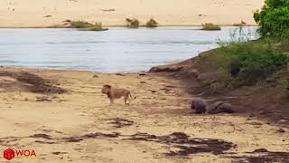 Big Battle: Lion Vs Hippo | Baby Hippo Protect His Mother Injured From Lion