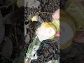 intresting finds at the bottle dump #bottledigging #mudlarking #ukbottledigging