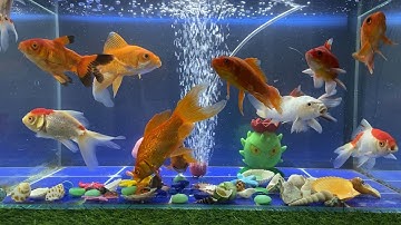 Tổng Hợp Video Động Vật Đầy Màu Sắc,Hoa,Cây,Cá Da Trơn,Cá Koi,Cá Cắt Kéo,Cá Cánh Buồm,Cá Lóc Bông