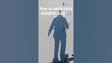 How to catch SHEEPSHEAD 🎣 #shorts #viralvideo #fishing #youtubeshorts