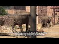 Denver Zoo provides its male elephants with rare social experience