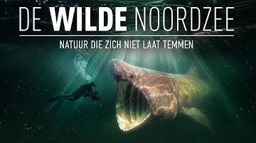 Trailer De Wilde Noordzee (www.dewildenoordzeefilm.nl)
