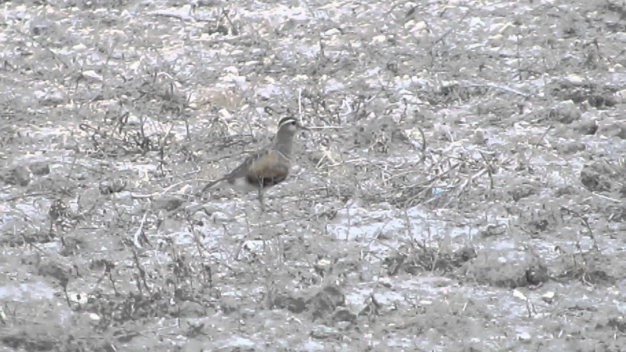 Chorlito carambolo en Albacete. 16-9-2015