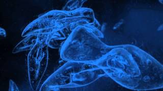 Ferne Welten - fremdes Leben? Trailer