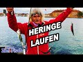 VIERER mit JÖRG OVENS - ANGELSCHULE: HERINGSANGELN - Unser Ziel ist Fisch - Folge 31