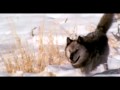 Wolf hunting tactics