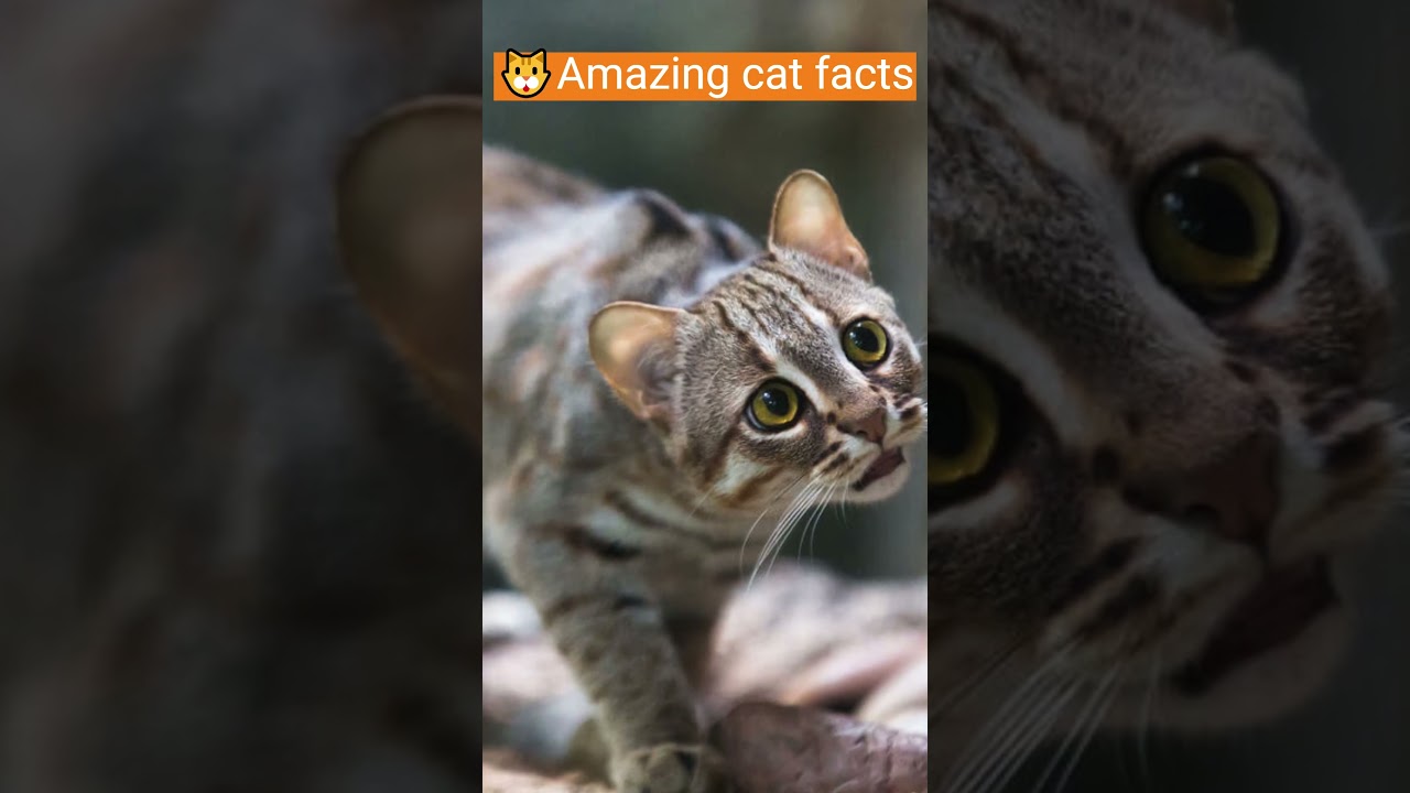 How to Wash a Cat That Hates Water and Survive! (Experts View)