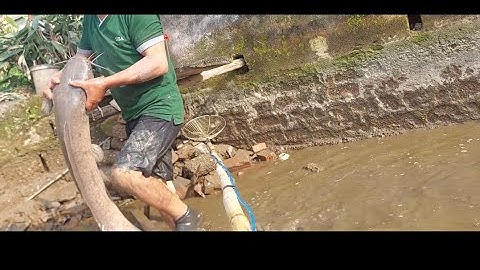 tát ao lâu năm bắt cá khủng slap the pond for a long time to catch a big fish