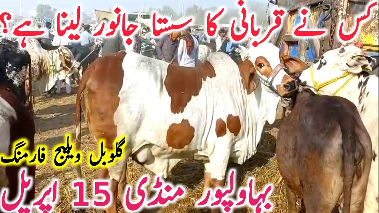 Bahawalpur Cow Mandi Today Fresh Video Cholistani Brahmn Qurbani 2025 || Global Village Farming