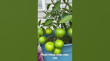 Quýt trồng chậu siêu trái xứ lạnh