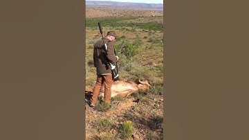 Golden Wildebeest Down🔥🥩