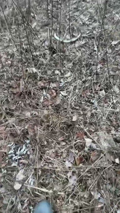first-shed-of-the-year-do-you-shed-hunt-youtube