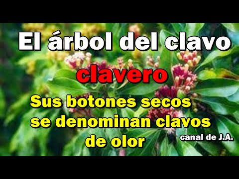 Video: Problemas del árbol del clavo: reconocer problemas comunes en el cultivo del clavo