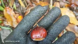 Sweet Chestnuts, the easy way to collect them #foraging