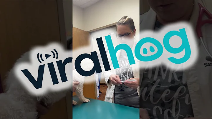 Veterinarian Gets Special Birthday Surprise || ViralHog